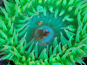 Sea-Anemone