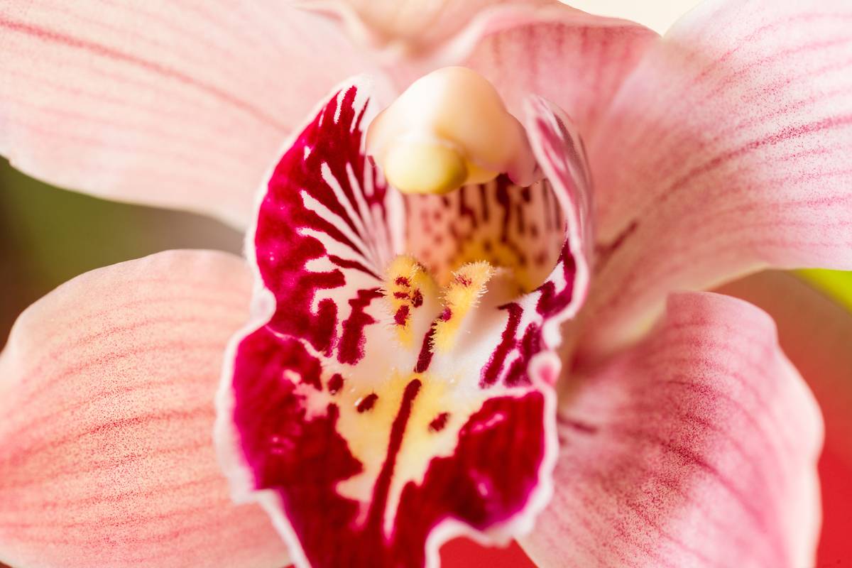Орхидея похожа на женские